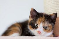 Kitten