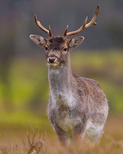 Hirsche in voller Pracht