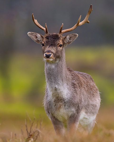 Deer in full glory by Dennis Bresser