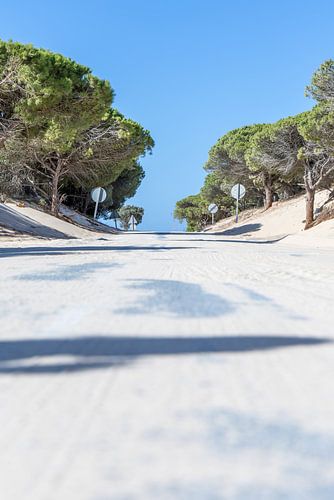 Een weg met pijnbomen en een duin, Duna de Valdevaqueros, Tarifa, Andalusië, Spanje