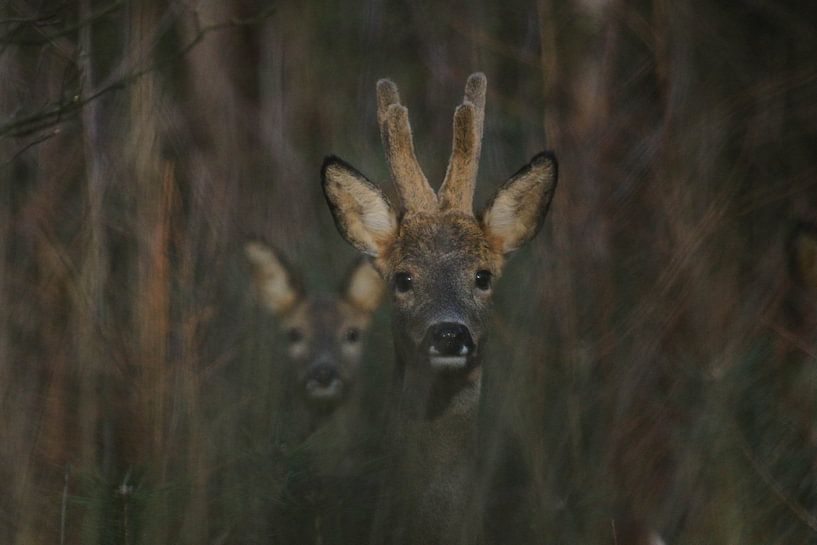 Reebok en -geit  by Herman de Raaf