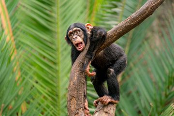 jong chimpansee kind staat op een boom en schreeuwt hard van Mario Plechaty Photography