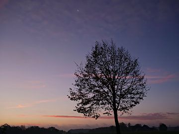 Tree and moon in the morning light by Roger Trelou