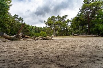 Into the forest! by René van der Waals