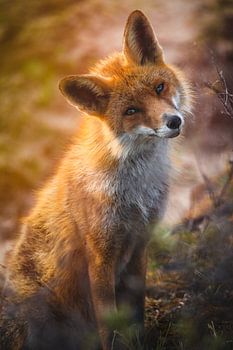 Red fox with surprising look