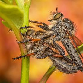 Mating Raptors on Lantana by Amanda Blom