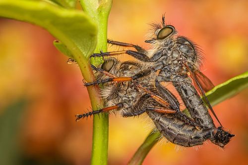 Mating Raptors on Lantana