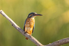 Eisvogel, Alcedo atthis