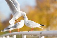 Möwe fliegt nach oben