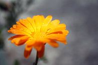 La fleur jaune par Cornelis (Cees) Cornelissen Aperçu