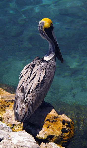 Pelikan auf Curaçao von Melissa vd Bosch