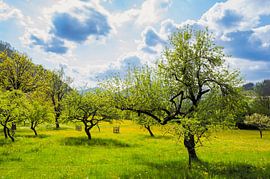 Verger de printemps dans les Alpes en Slovénie sur Sjoerd van der Wal Photographie
