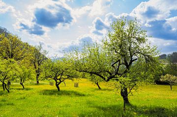 Frühlingshafter Obstgarten in den Alpen in Slowenien