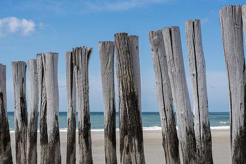 Poleheads in der Sonne