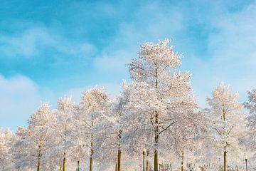 Frostig verschneite Winterbäume mit einem schönen blauen Himmel im Hintergrund an einem kalten Winte von Sjoerd van der Wal Fotografie