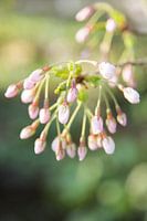 Lente Bloesem