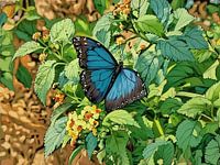 Blauwe Morpho vlinder onder bloemen