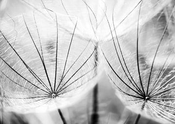 Pusteblumen Schirmchen schwarzweiß von Julia Delgado