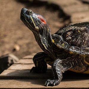 Schildkröte von Klaartje Majoor