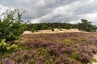 Dunes de Loonse et Drunenese Lande de Roestelberg en fleurs.