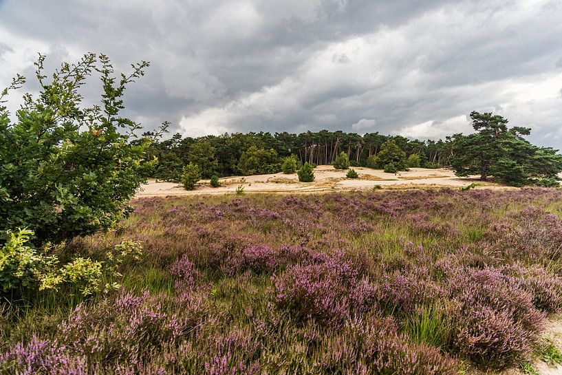 Dunes de Loonse et Drunenese Lande de Roestelberg en fleurs. par Carin IJpelaar