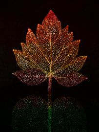 Autumn: Abstract Autumn leaf in warm colours