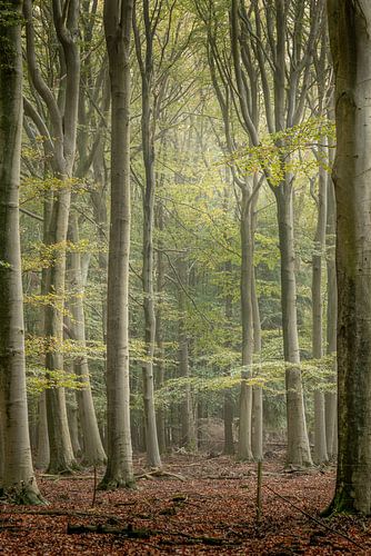 Het Beukenbos