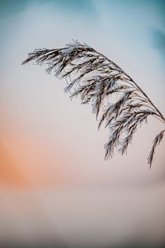 Rietstengel in ochtendzonnetje van Nickie Fotografie