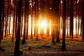 S U N B U R S T by Thomas Herzog