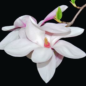 White Magnolia van Ioana Hraball