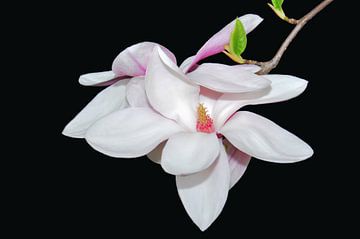 White Magnolia van Ioana Hraball