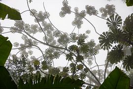 Mysterious cloud forest in Costa Rica by Andreas Peters