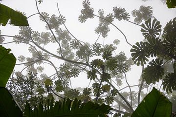 Mysterieus nevelwoud in Costa Rica van Andreas Peters