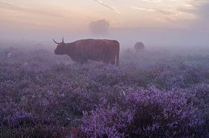 Lande brumeuse et pourpre avec les Highlanders écossais