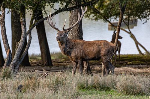 Edeeherten tussen de bomen
