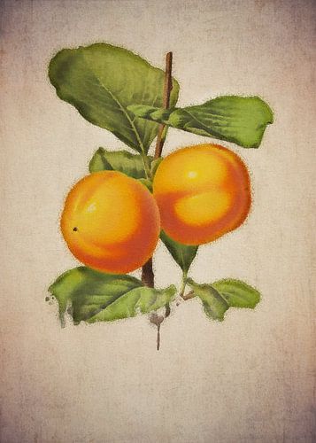 Dadelpruimen - Antieke tekening van Dadelpruimen