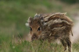 Seitenansicht eines Frieslings von Noah Buitenhuis