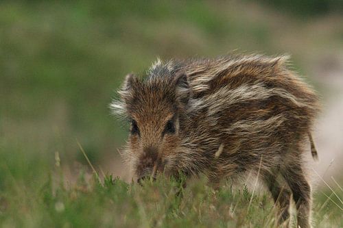 Zijaanzicht van een frisling