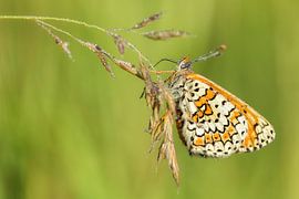 The field pearl butterfly by peter reinders