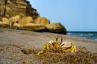crab at work in Ras Al-Jinz