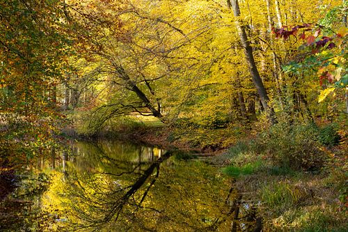 Herfst kleuren reflectie in vijver van het Molenbosch Zeist