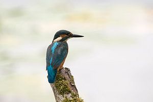 Eisvogel