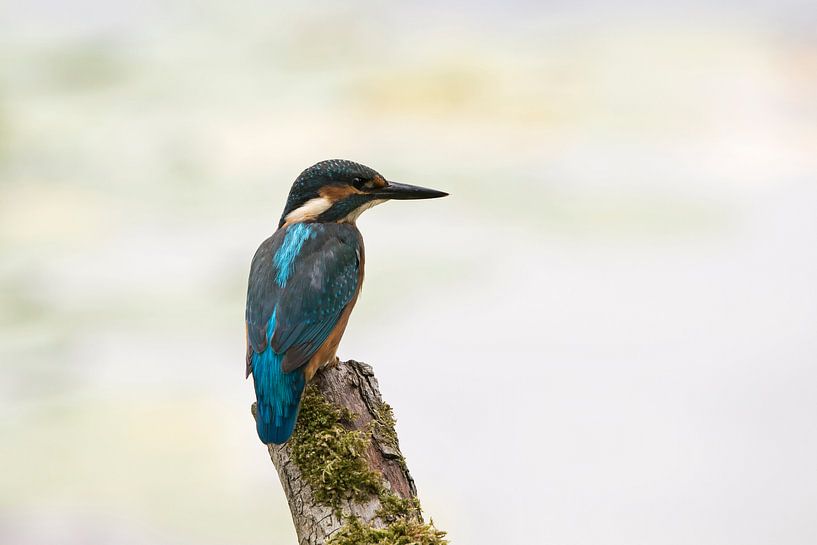 Kingfisher on a branch by Barbara Brolsma