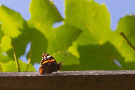 Atalanta, Schmetterling von Nynke Altenburg
