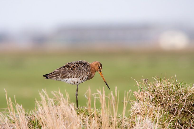 Grutto in de wei van Klaas Hollebeek