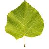 Lindeblad van Douwe Schut