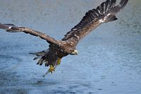 European white-tailed eagle