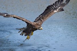Europese Zeearend van Bennie Krajenbrink