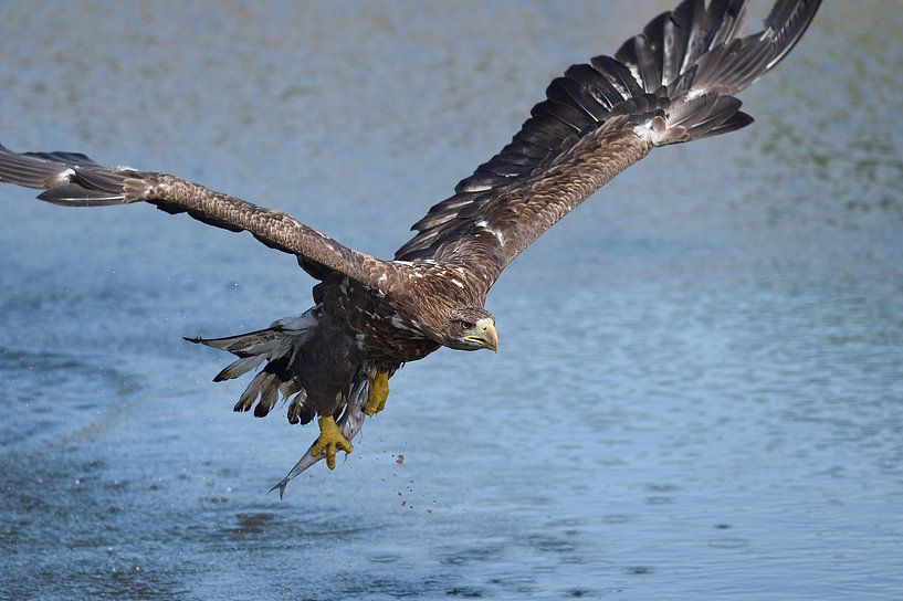 European white-tailed eagle by Bennie Krajenbrink