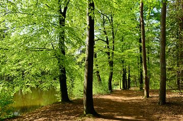 Forêt de hêtres avec lac sur Corinne Welp